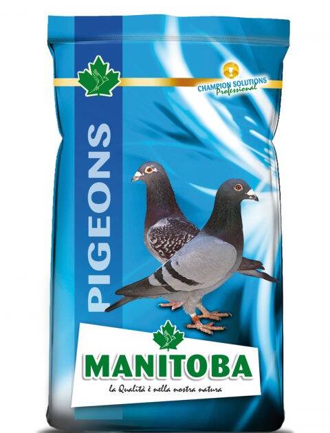 PIGEON BREEDING EXTRA