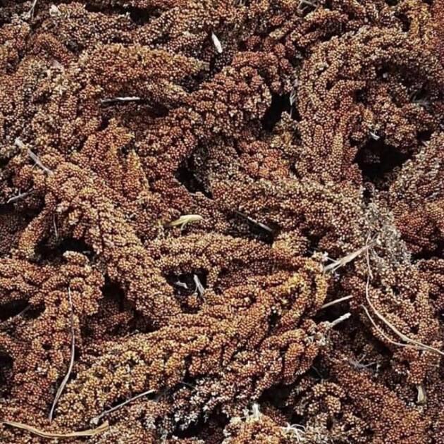 FROGER RED MILLET SPRAYS
