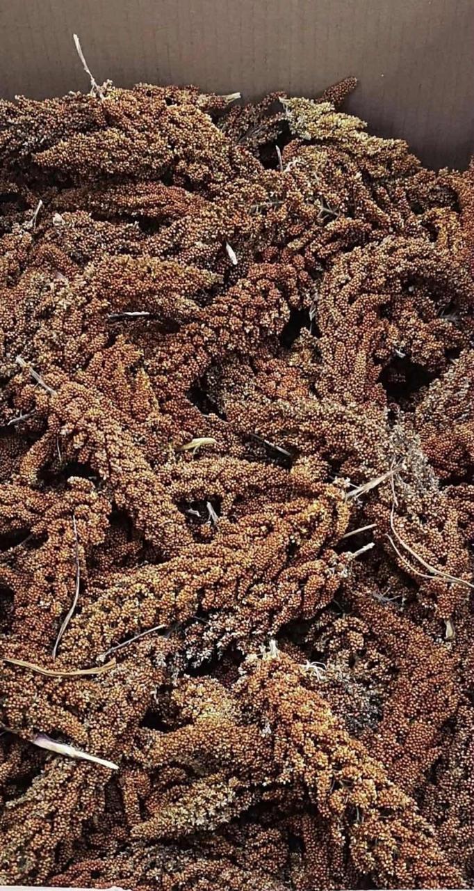 FROGER RED MILLET SPRAYS