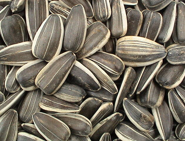 SUNFLOWER STRIPED MEDIUM