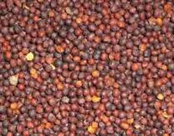 RED SWEET RAPESEED