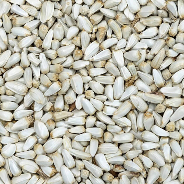SAFFLOWERSEED