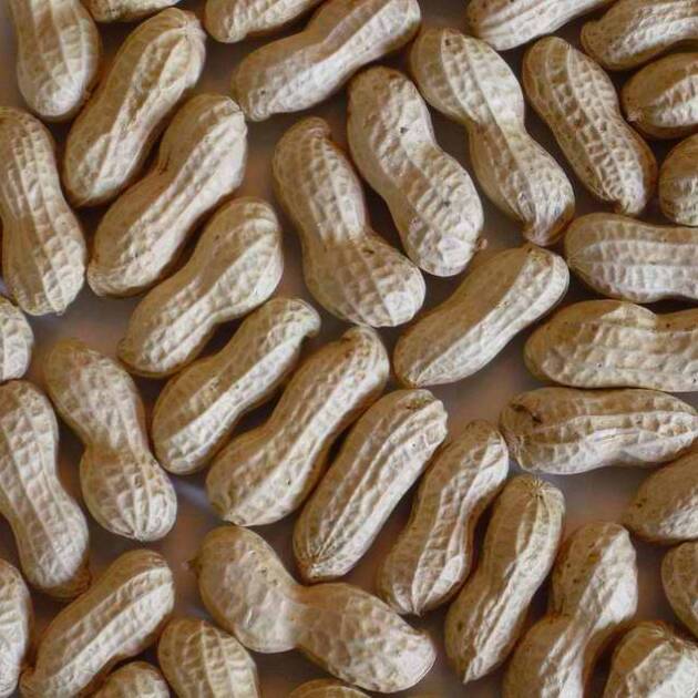 GROUNDNUTS NOT PEELED