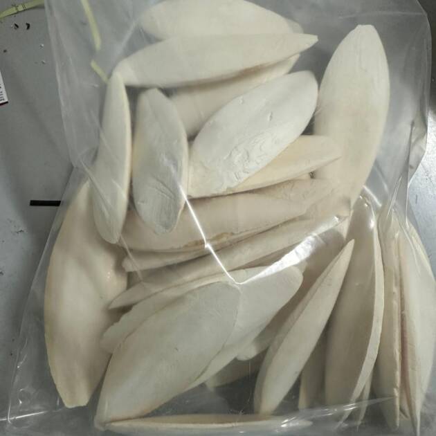 CUTTLEBONE MDM 5-6"