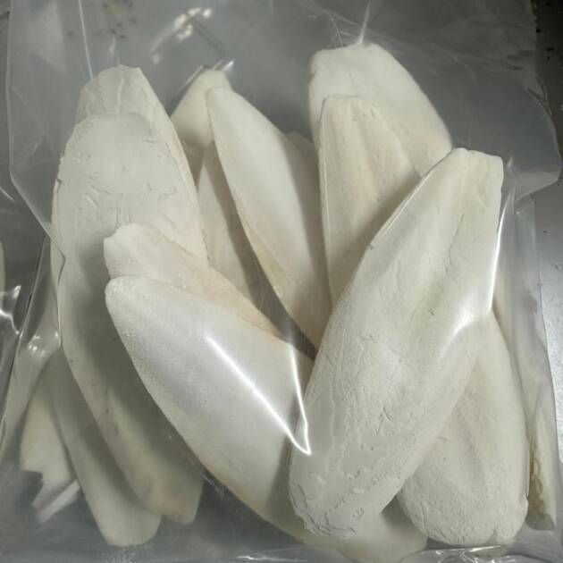 CUTTLEBONE LRG 6-8"