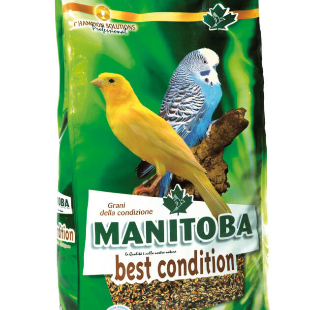 BEST CONDITION SEEDS