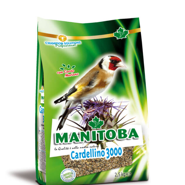 GOLDFINCH CARDELLINO 3000