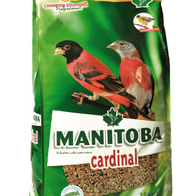 CARDINAL SPINUS