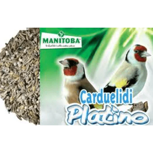 GOLDFINCH CARDUELIDI PLATINO