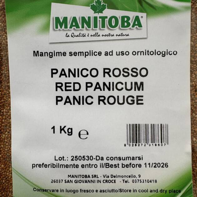 MILLET PANICUM RED