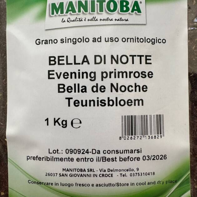 EVENING PRIMROSE-BELLA DI NOTTE