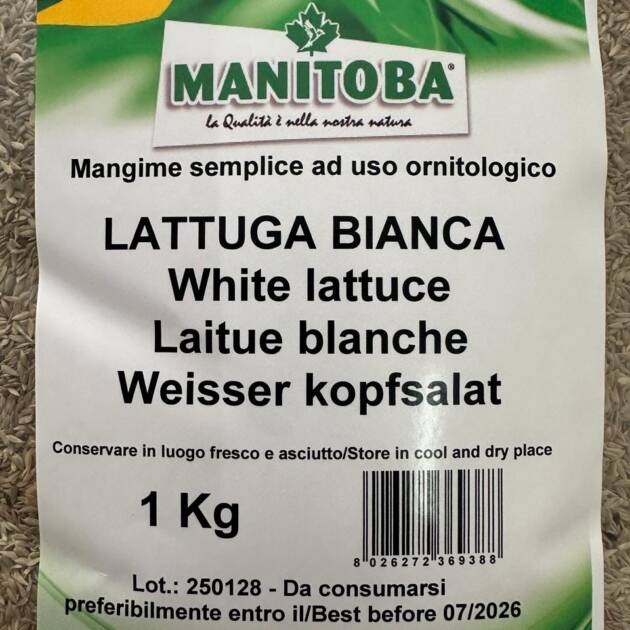 LETTUCE WHITE