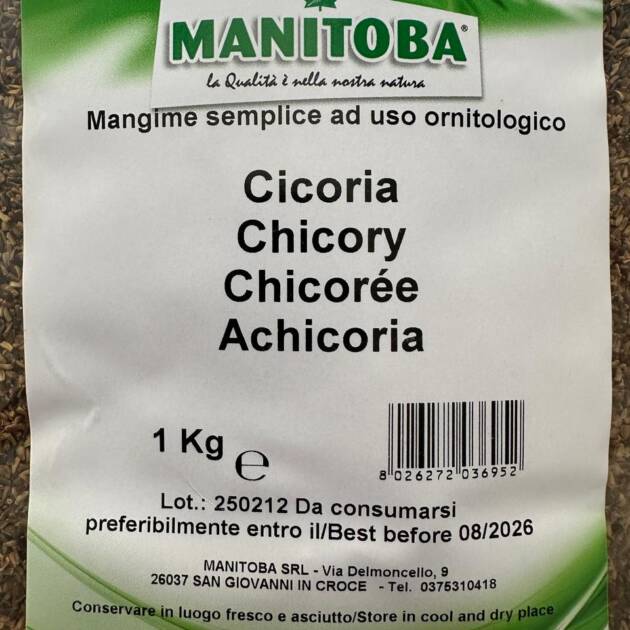 CHICORY