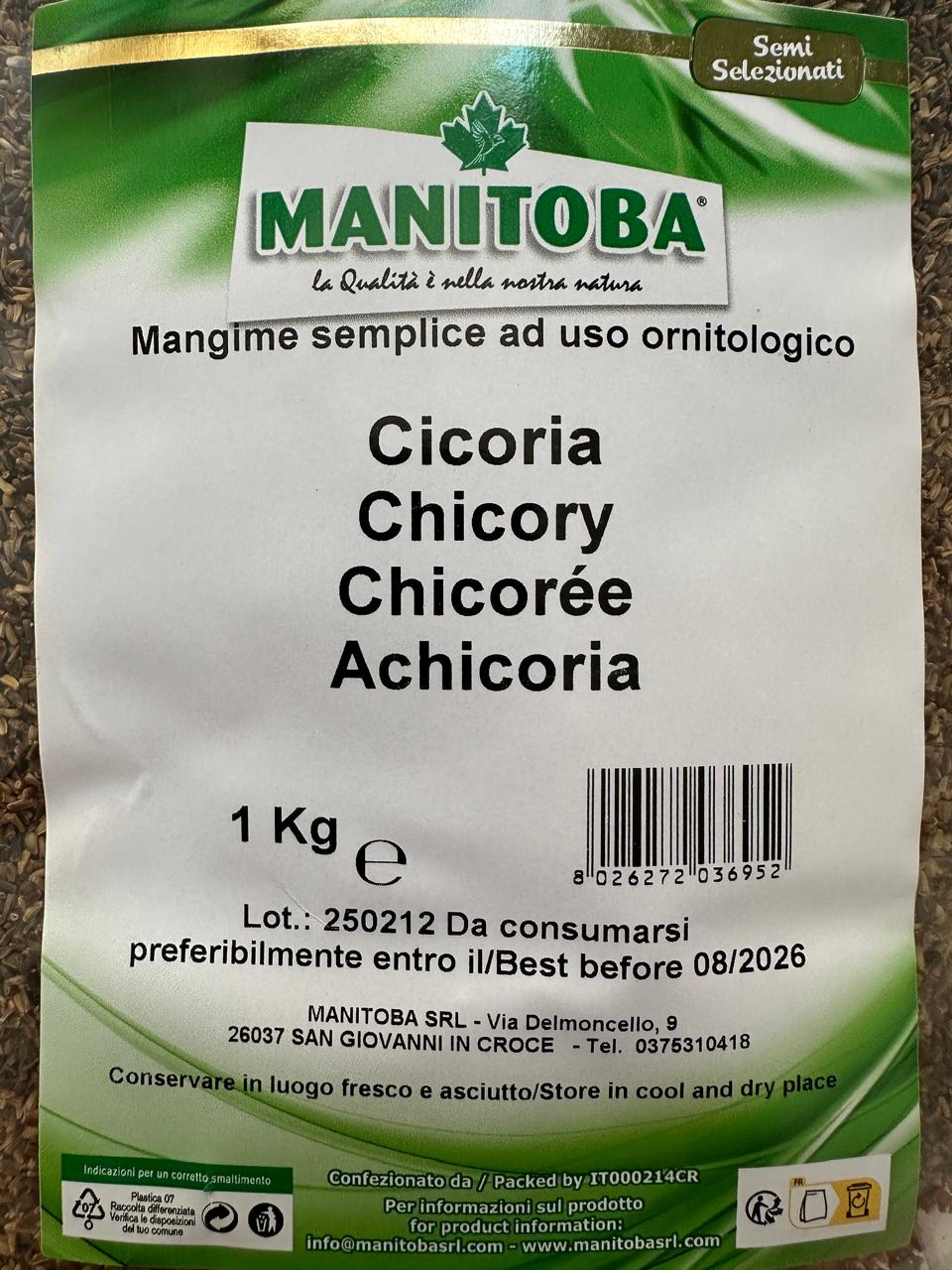 CHICORY