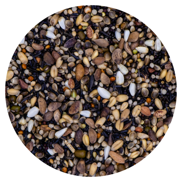 GERMINATION 219 GOLDFINCH