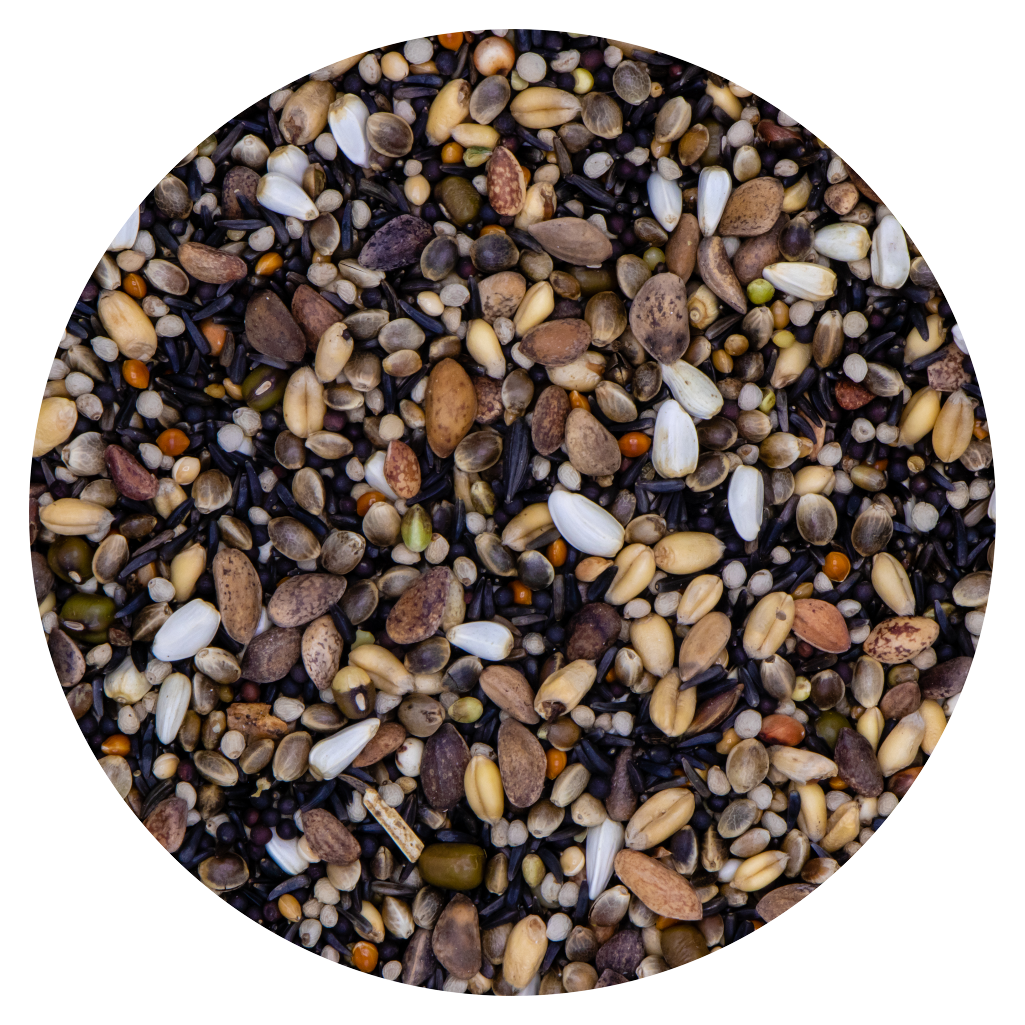 GERMINATION 219 GOLDFINCH